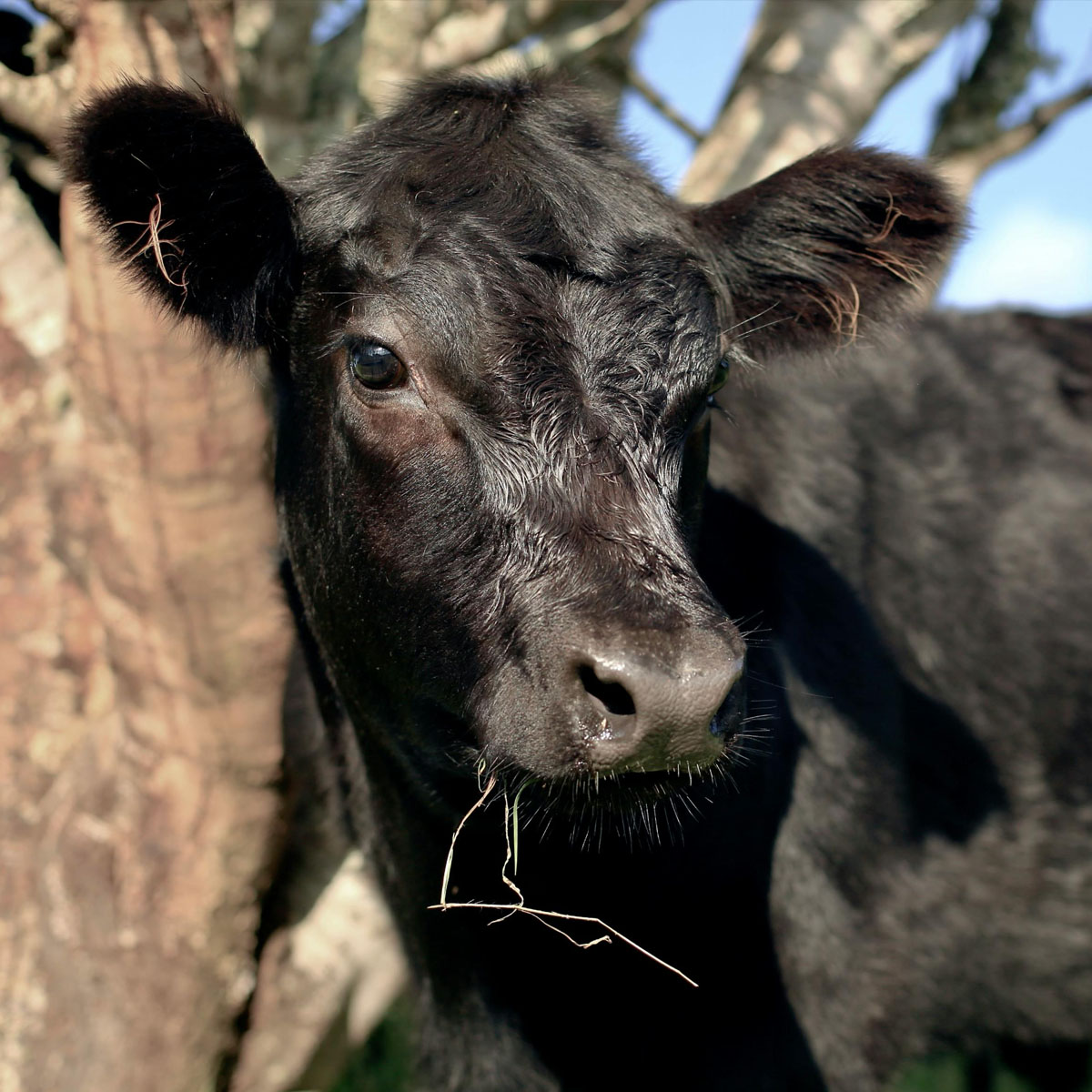 calve image